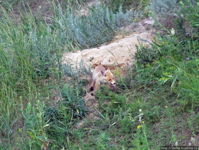 Лисенок под Роганью