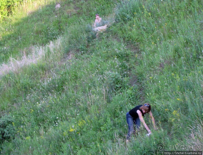 Лисенок под Роганью