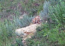 Лисенок под Роганью