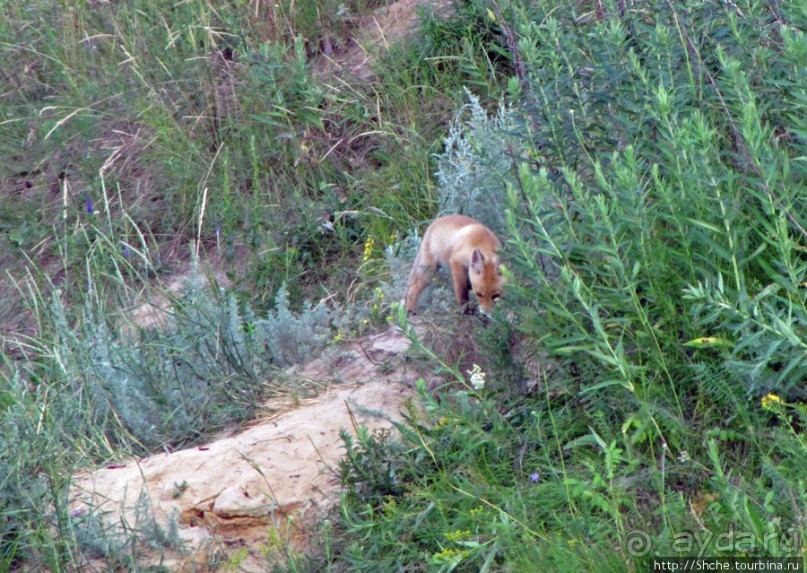 Лисенок под Роганью