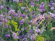 Лисенок под Роганью