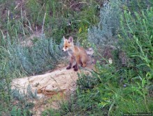 Лисенок под Роганью