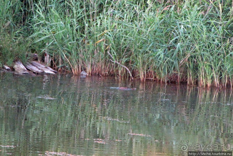 Лисенок под Роганью