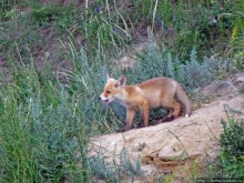 Лисенок под Роганью