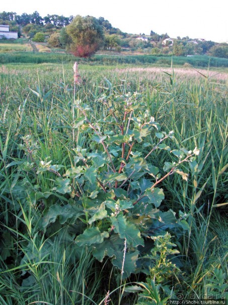 Лисенок под Роганью