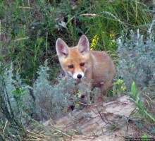 Лисенок под Роганью