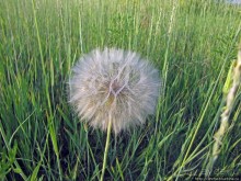 Лисенок под Роганью