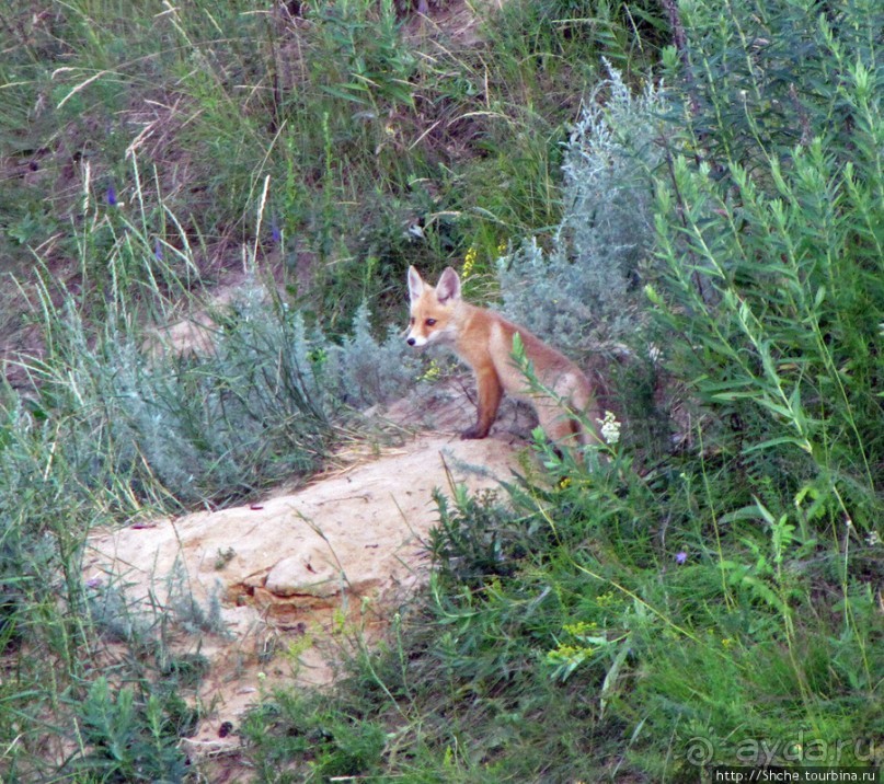 Лисенок под Роганью