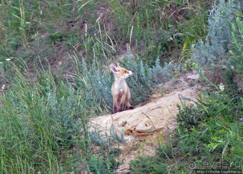 Лисенок под Роганью
