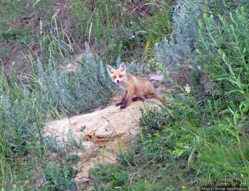 Лисенок под Роганью
