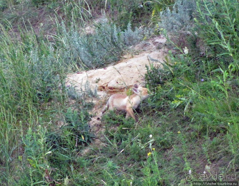 Лисенок под Роганью
