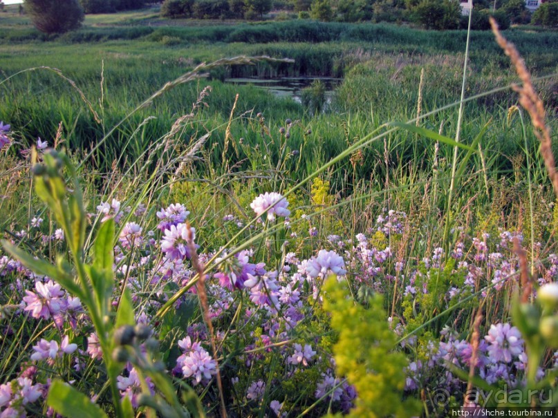 Лисенок под Роганью