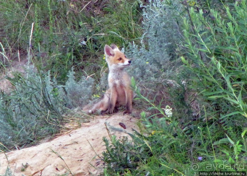 Лисенок под Роганью