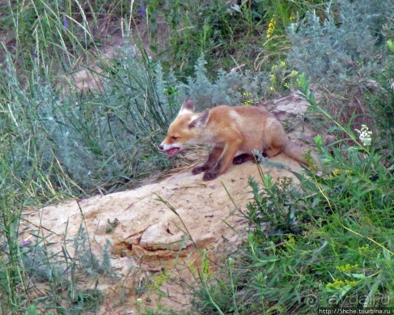 Лисенок под Роганью