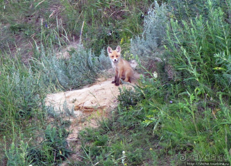 Лисенок под Роганью
