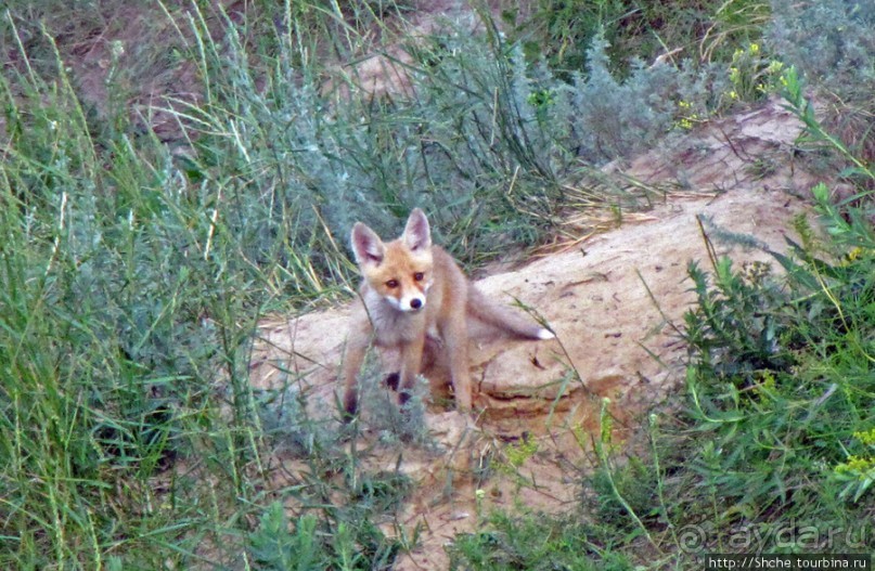 Лисенок под Роганью