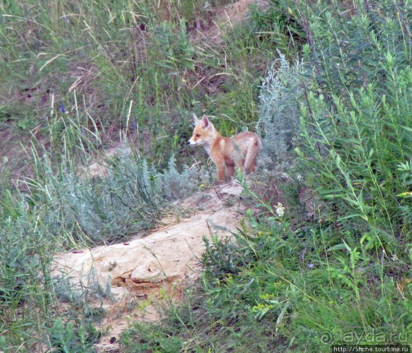 Лисенок под Роганью