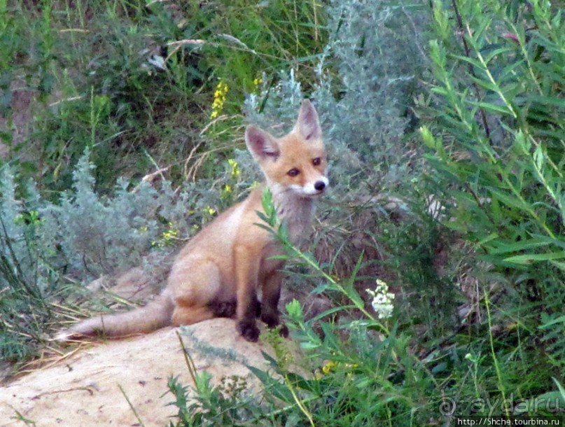 Лисенок под Роганью