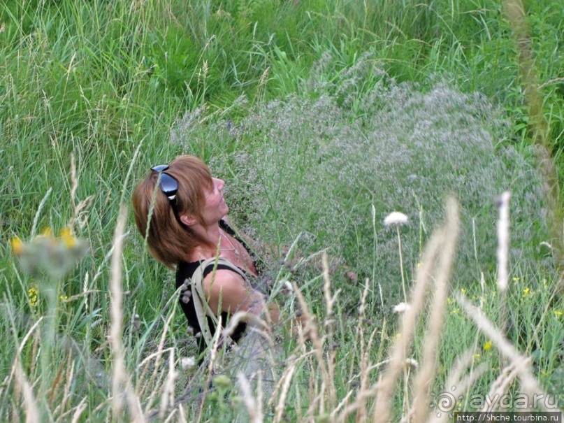 Лисенок под Роганью