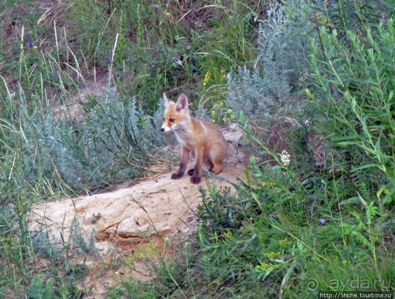 Лисенок под Роганью