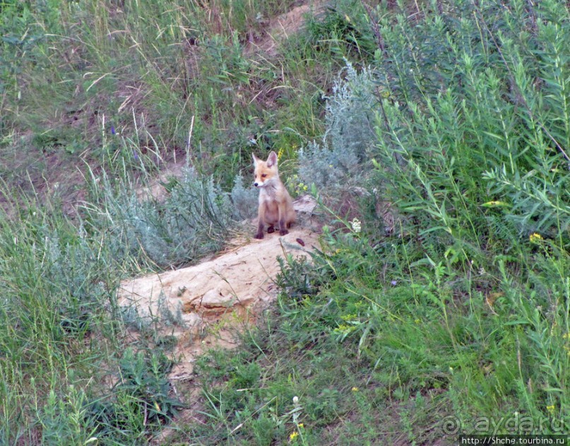 Лисенок под Роганью