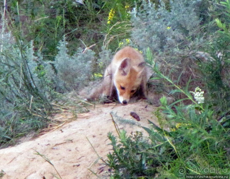 Лисенок под Роганью