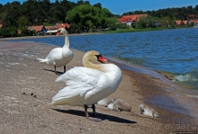 Хорошая де(ре)вушка Нида! А чем же она хороша