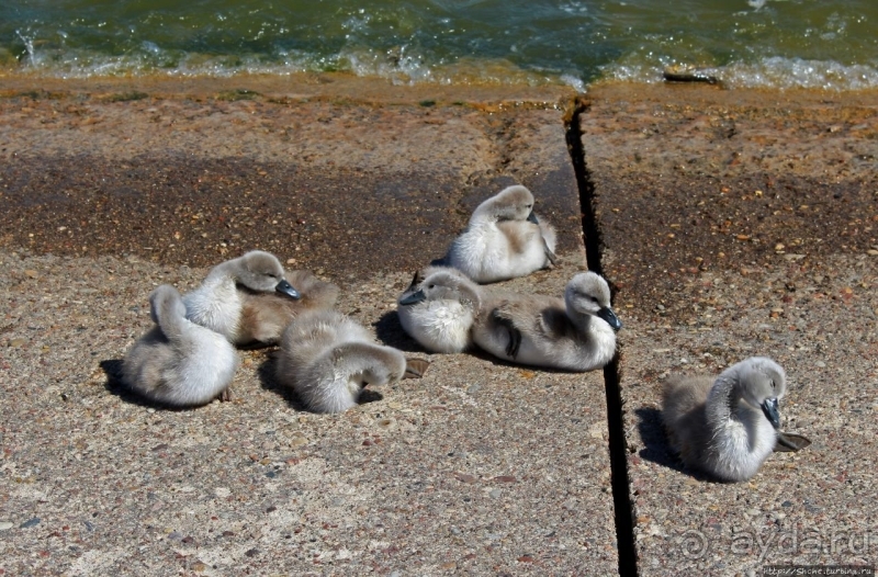 Хорошая де(ре)вушка Нида! А чем же она хороша