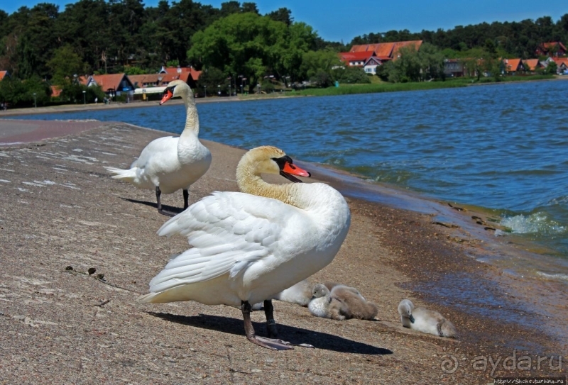 Хорошая де(ре)вушка Нида! А чем же она хороша