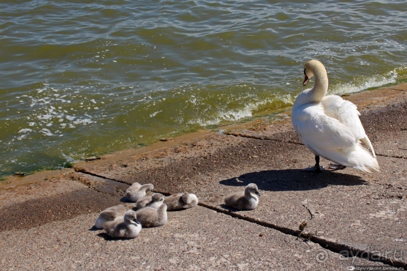 Хорошая де(ре)вушка Нида! А чем же она хороша
