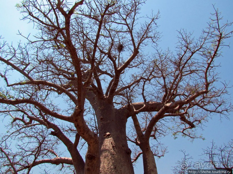 Юг Мадагаскара - край некошенных баобабов