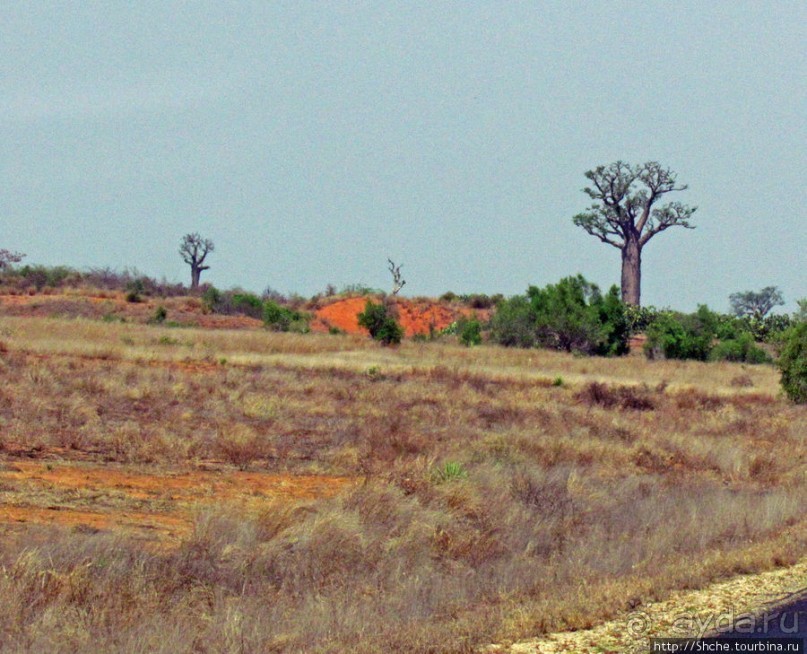 Юг Мадагаскара - край некошенных баобабов
