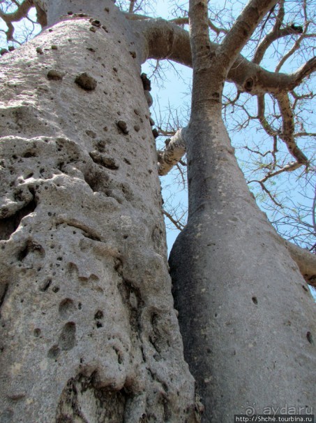 Юг Мадагаскара - край некошенных баобабов