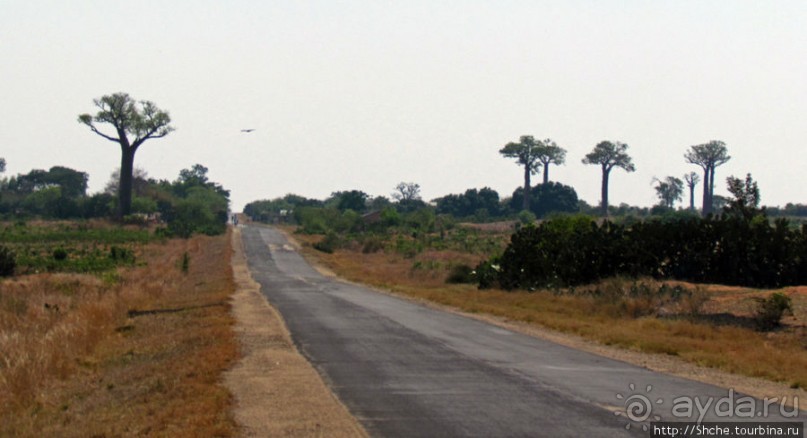 Юг Мадагаскара - край некошенных баобабов