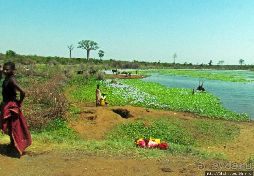 Юг Мадагаскара - край некошенных баобабов