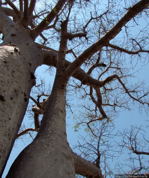 Юг Мадагаскара - край некошенных баобабов