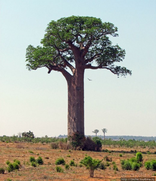Юг Мадагаскара - край некошенных баобабов
