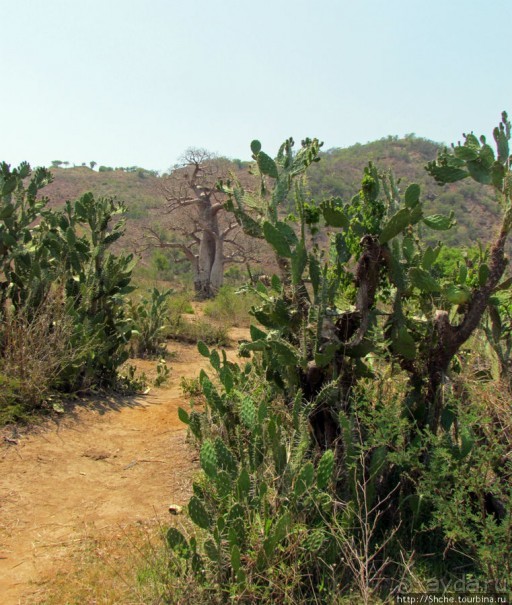Юг Мадагаскара - край некошенных баобабов