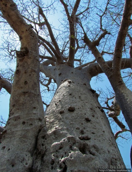 Юг Мадагаскара - край некошенных баобабов