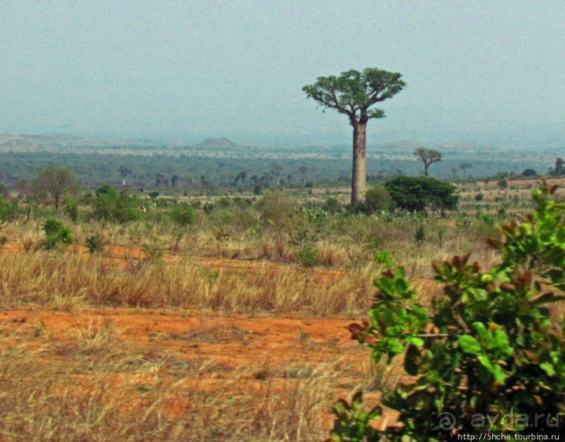 Юг Мадагаскара - край некошенных баобабов