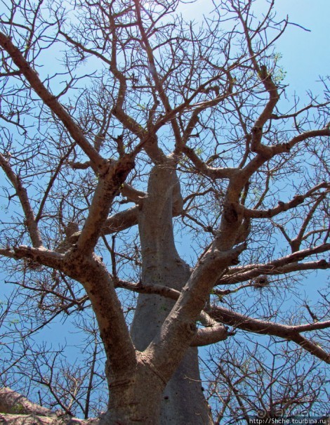 Юг Мадагаскара - край некошенных баобабов