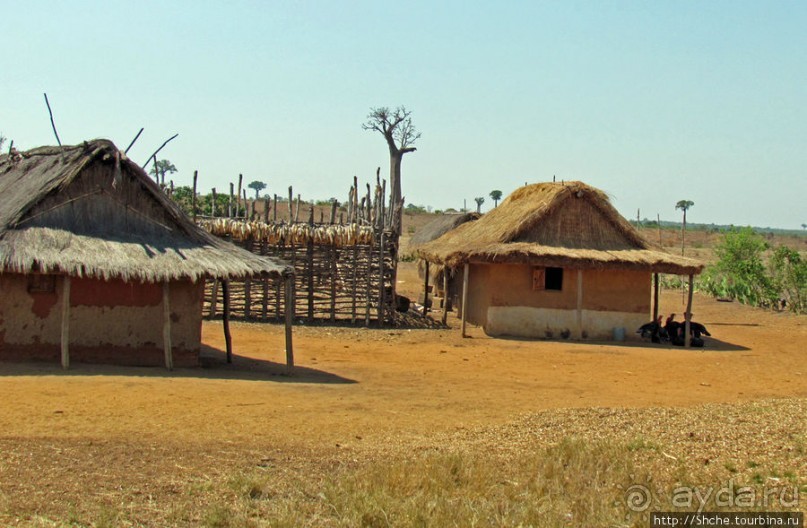 Юг Мадагаскара - край некошенных баобабов