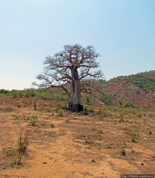 Юг Мадагаскара - край некошенных баобабов