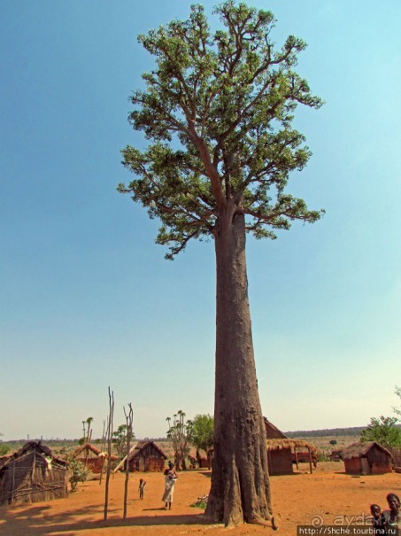 Юг Мадагаскара - край некошенных баобабов