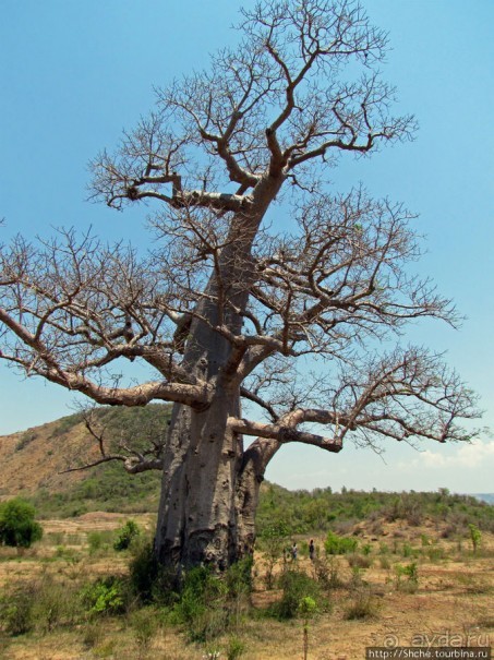 Юг Мадагаскара - край некошенных баобабов