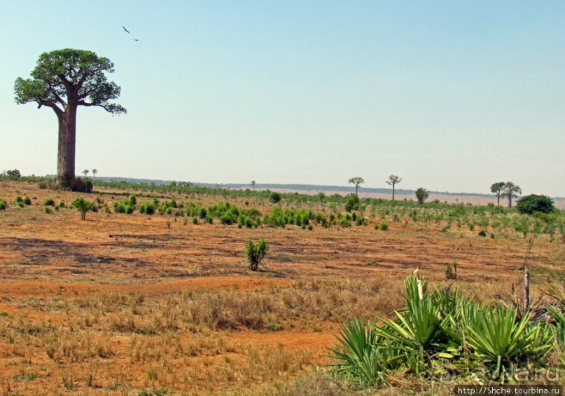 Юг Мадагаскара - край некошенных баобабов