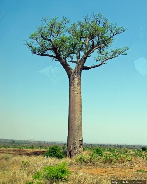 Юг Мадагаскара - край некошенных баобабов