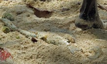 Альбом отзыва "Старик и море"