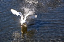 Прогулки по Кэстлтауну — первой столице острова Мэн (Британская корона)