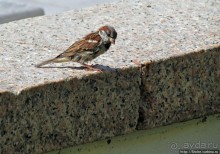 Яхт-клуб "рабочих и крестьян"